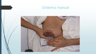 Ordenha manual
 