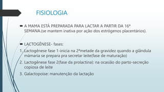 FISIOLOGIA
 A MAMA ESTÁ PREPARADA PARA LACTAR A PARTIR DA 16ª
SEMANA.(se mantem inativa por ação dos estrógenos placentários).
 LACTOGÊNESE- fases:
1. Lactogênese fase 1-inicia na 2ªmetade da gravidez quando a glândula
mámaria se prepara pra secretar leite(fase de maturação)
2. Lactogênese fase 2(fase da prolactina): na ocasião do parto-secreção
copiosa de leite
3. Galactopoise: manutenção da lactação
 