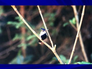 Alimentacao espirito materia