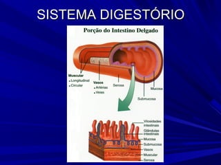 SISTEMA DIGESTÓRIO
 
