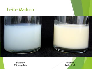 Leite Maduro
Foremilk
Primeiro leite
Hindmilk
Leite final
 