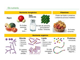 Els nutrients
Nutrients inorgànics

Vitamines

Sals
minerals

Aigua

En fruites,
verdures,
llet,
sucs…

Poden ser lípids o proteïnes.
L’absència provoca malalties.

En tots els aliments,
principalment
fruites i verdures.

En fruites,
verdures…

Nutrients orgànics
Glúcids

Lípids

− Glucosa
− Sacarosa
− Cel·lulosa
− Midó

− Olis
− Greixos o sèus
− Àcids grassos
− Glicerol

En patates,
llegums,
cereals…

En olis,
cansalada,
llard…

Proteïnes
Aminoàcids

En carn,
peixos, ous,
llet, cereals,
llegums…

 