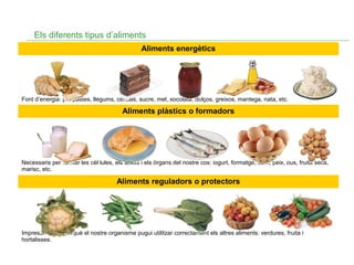 Els diferents tipus d’aliments
Aliments energètics

Font d’energia: pa, pastes, llegums, cereals, sucre, mel, xocolata, dolços, greixos, mantega, nata, etc.

Aliments plàstics o formadors

Necessaris per formar les cèl·lules, els teixits i els òrgans del nostre cos: iogurt, formatge, carn, peix, ous, fruita seca,
marisc, etc.

Aliments reguladors o protectors

Imprescindibles perquè el nostre organisme pugui utilitzar correctament els altres aliments: verdures, fruita i
hortalisses.

 