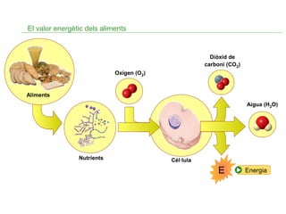 El valor energètic dels aliments

Diòxid de
carboni (CO2)
Oxigen (O2)

Aliments
Aigua (H2O)

Nutrients

Cèl·lula

E

Energia

 