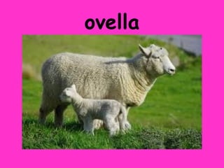 ovella
 