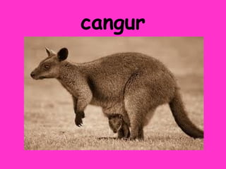 cangur
 