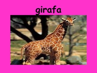 girafa
 