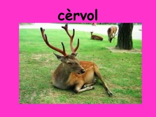 cèrvol
 