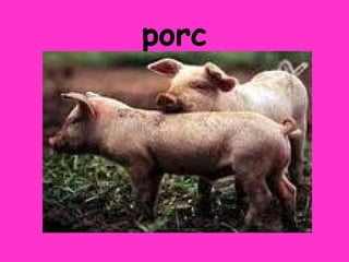 porc
 