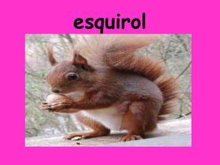esquirol
 