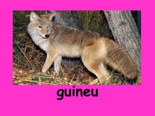 guineu
 