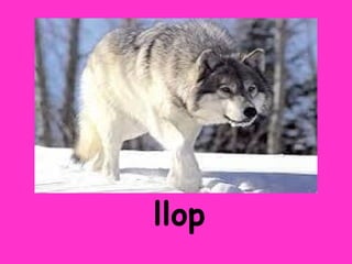 llop
 
