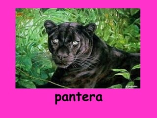 pantera
 