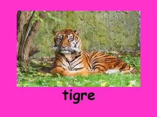 tigre
 