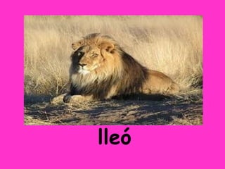lleó
 
