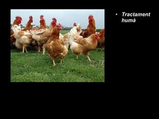 Tractament humà 