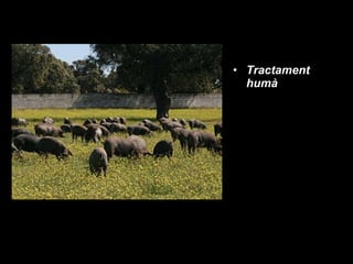 Tractament humà 
