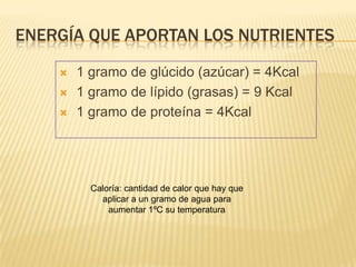 ENERGÍA QUE APORTAN LOS NUTRIENTES

       1 gramo de glúcido (azúcar) = 4Kcal
       1 gramo de lípido (grasas) = 9 Kcal
       1 gramo de proteína = 4Kcal




          Caloría: cantidad de calor que hay que
            aplicar a un gramo de agua para
              aumentar 1ºC su temperatura
 