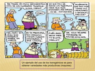 Un ejemplo del uso de los transgénicos es para
obtener variedades más productivas (mayores)
 