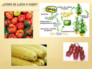 ¿CÓMO SE LLEVA A CABO?
 