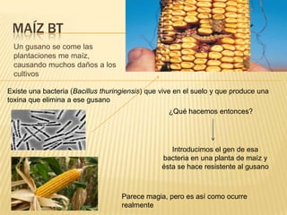 MAÍZ BT
 Un gusano se come las
 plantaciones me maíz,
 causando muchos daños a los
 cultivos

Existe una bacteria (Bacillus thuringiensis) que vive en el suelo y que produce una
toxina que elimina a ese gusano
                                                   ¿Qué hacemos entonces?




                                                    Introducimos el gen de esa
                                                 bacteria en una planta de maíz y
                                                 ésta se hace resistente al gusano



                                    Parece magia, pero es así como ocurre
                                    realmente
 
