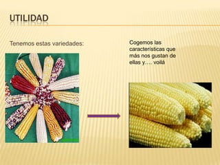 UTILIDAD

Tenemos estas variedades:   Cogemos las
                            características que
                            más nos gustan de
                            ellas y…. voilá
 