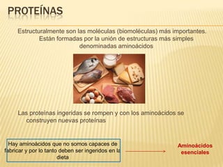 PROTEÍNAS
     Estructuralmente son las moléculas (biomoléculas) más importantes.
             Están formadas por la unión de estructuras más simples
                           denominadas aminoácidos




     Las proteínas ingeridas se rompen y con los aminoácidos se
       construyen nuevas proteínas


  Hay aminoácidos que no somos capaces de                   Aminoácidos
fabricar y por lo tanto deben ser ingeridos en la            esenciales
                       dieta
 