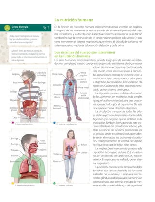 La nutrición humana
En la función de nutrición humana intervienen diversos sistemas de órganos.
El ingreso de los nutrientes se realiza a través del sistema digestivo y del siste-
ma respiratorio, y su distribución la efectúa el sistema circulatorio. La nutrición
también incluye la eliminación de los desechos metabólicos del cuerpo. En esta
tarea intervienen el sistema respiratorio, que elimina el dióxido de carbono, y el
sistema excretor, mediante la formación del sudor y de la orina.
Los sistemas del cuerpo que intervienen
en la nutrición humana
Los seres humanos somos mamíferos, uno de los grupos de animales vertebra-
dos más complejos. Nuestro cuerpo está organizado en sistemas de órganos que
actúan de manera conjunta y coordinada; de
este modo, estos sistemas llevan a cabo to-
das las funciones propias de los seres vivos. La
nutrición incluye cuatro procesos principales:
la digestión, la circulación, la respiración y la
excreción. Cada uno de estos procesos es rea-
lizado por un sistema de órganos.
La digestión consiste en la transformación
de los alimentos en moléculas más simples
y pequeñas (los nutrientes) para que puedan
ser aprovechados por el organismo. De este
proceso se encarga el sistema digestivo.
La circulación transporta a todas las célu-
las del cuerpo los nutrientes resultantes de la
digestión y el oxígeno que se obtiene en la
respiración.También forma parte de este pro-
ceso el traslado del dióxido de carbono y de
otras sustancias de desecho producidas por
las células, desde estas hacia los lugares don-
de serán eliminadas: los pulmones y los riño-
nes, respectivamente. El sistema circulatorio
es el que se ocupa de todas estas tareas.
La respiración o intercambio gaseoso es la
captación de oxígeno del aire (O2
) y la elimi-
nación del dióxido de carbono (CO2
) hacia el
exterior. Este proceso es realizado por el siste-
ma respiratorio.
Laexcreciónconsisteenlaeliminacióndelos
desechos que son resultado de las funciones
realizadas por las células. En esta tarea intervie-
nen las glándulas sudoríparas, lospulmonesyel
sistema urinario, que además se ocupa de man-
tenerestablelacantidaddeaguadelorganismo.
¡Hola,grupo!Paralapruebademañana
hayqueestudiarnutrición.¿Entonces
entrasoloelsistemadigestivo?
¡¡¡Nooo!!!Tenésqueestudiarademáslos
sistemasrespiratorio,circulatorioyexcretor,
porquetodosserelacionanconlanutrición,no
sololadigestión.
Grupo Biología
Ceci, Juan, Lola, Tú
El sistema urinario.
El sistema respiratorio.
El sistema circulatorio.
El sistema digestivo.
Lengua Vena cava
Vena
yugular
Glándulas
salivales
Boca
Corazón
Arco
aórtico
Faringe
Esófago
Arteria
ilíaca
Vena renal
Vesícula
biliar
Hígado Estómago
Intestino
grueso
Intestino
delgado
Ano
Arteria
femoral
Arteria
aorta
abdominal
Recto
Faringe
Fosas
nasales
Laringe
Epiglotis
Tráquea
Vejiga
Bronquios
Riñón
Pulmón
Uretra
Bronquiolos
Uréter
 