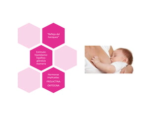 “Reflejo del
hociqueo”
Estímulo:
hipotálamo-
hipófisis-
glándula
mamaria
Hormonas
implicadas:
PROLACTINA
OXITOCINA
 