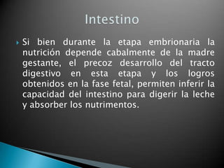    Si bien durante la etapa embrionaria la
    nutrición depende cabalmente de la madre
    gestante, el precoz desarrollo del tracto
    digestivo en esta etapa y los logros
    obtenidos en la fase fetal, permiten inferir la
    capacidad del intestino para digerir la leche
    y absorber los nutrimentos.
 