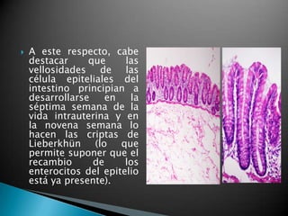    A este respecto, cabe
    destacar     que     las
    vellosidades de las
    célula epiteliales del
    intestino principian a
    desarrollarse    en   la
    séptima semana de la
    vida intrauterina y en
    la novena semana lo
    hacen las criptas de
    Lieberkhün (lo que
    permite suponer que el
    recambio      de     los
    enterocitos del epitelio
    está ya presente).
 