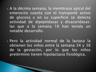    A la décima semana, la membrana apical del
    enterocito cuenta con el transporte activo
    de glucosa y en su superficie se detecta
    actividad de dipeptidasas y disacaridasas:
    las que a la semana 16 han tenido un
    notable desarrollo.

   Pero la actividad normal de la lactasa la
    obtienen los niños entre la semana 34 y 38
    de la gestación, por lo que los niños
    pretérmino tienen hipolactasia fisiológica.
 