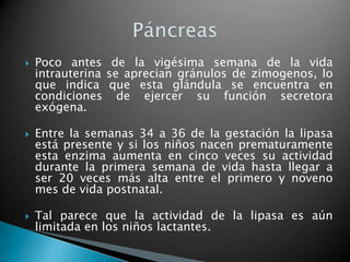    Poco antes de la vigésima semana de la vida
    intrauterina se aprecian gránulos de zimogenos, lo
    que indica que esta glándula se encuentra en
    condiciones de ejercer su función secretora
    exógena.

   Entre la semanas 34 a 36 de la gestación la lipasa
    está presente y si los niños nacen prematuramente
    esta enzima aumenta en cinco veces su actividad
    durante la primera semana de vida hasta llegar a
    ser 20 veces más alta entre el primero y noveno
    mes de vida postnatal.

   Tal parece que la actividad de la lipasa es aún
    limitada en los niños lactantes.
 