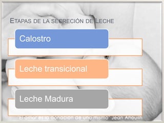 Etapas de la secreción de Leche