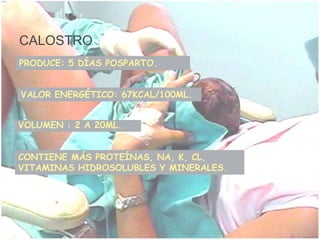 CALOSTROPRODUCE: 5 DÍAS POSPARTO.VALOR ENERGÉTICO: 67KCAL/100ML.VOLUMEN : 2 A 20ML.CONTIENE MÁS PROTEÍNAS, NA, K, CL, VITAMINAS HIDROSOLUBLES Y MINERALES.