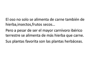 El oso no solo se alimenta de carne también de 
hierba,insectos,frutos secos… 
Pero a pesar de ser el mayor carnívoro ibérico 
terrestre se alimenta de más hierba que carne. 
Sus plantas favorita son las plantas herbáceas. 
 