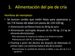 1. Alimentación del pie de cría
Hembras de reemplazo:
• Se buscan cerdas que estén listas para aparearse a
los 7-8 meses de edad con pesos de 110-120 kg
Alimentación ad libitum hasta los 90 kg de peso
Alimentación restringida después de los 90 kg: 2.5 kg de
alimento diario/animal.
Se administra la mitad en la mañana y la mitad en la tarde
Alimento con 12% PC, 3.2 Mcal/kg de EM
Flushing a partir del décimo día después de detectado el
primer calor y se continúa hasta el día de la monta:
Incrementar la cantidad de alimento al doble, o sea, dar de 3 a 4
kg diarios.
 