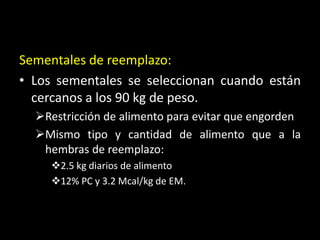 Sementales de reemplazo:
• Los sementales se seleccionan cuando están
cercanos a los 90 kg de peso.
Restricción de alimento para evitar que engorden
Mismo tipo y cantidad de alimento que a la
hembras de reemplazo:
2.5 kg diarios de alimento
12% PC y 3.2 Mcal/kg de EM.
 