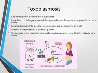 Toxoplasmosis
• Cocinar las carnes a temperaturas superiores
• Lavar bien con detergente los cuchillos y utensilios empleados en la preparación de carne
cruda.
• Lavar cuidadosamente las frutas y verduras que van a consumirse en crudo
• Evitar el manejo de tierra o arena sin guantes.
• Si tiene gato como mascota, retire sus heces diariamente y lave y desinfecte la caja para
arena.
 