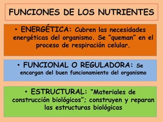 FUNCIONES DE LOS NUTRIENTES
• ENERGÉTICA: Cubren las necesidades
energéticas del organismo. Se “queman” en el
proceso de respiración celular.
• ESTRUCTURAL: “Materiales de
construcción biológicos”; construyen y reparan
las estructuras biológicas
• FUNCIONAL O REGULADORA: Se
encargan del buen funcionamiento del organismo
 