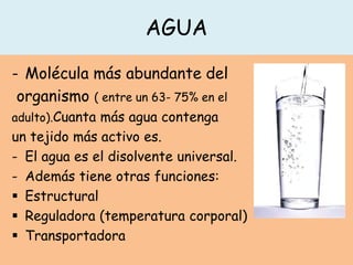 AGUA
- Molécula más abundante del
organismo ( entre un 63- 75% en el
adulto).Cuanta más agua contenga
un tejido más activo es.
- El agua es el disolvente universal.
- Además tiene otras funciones:
 Estructural
 Reguladora (temperatura corporal)
 Transportadora
 