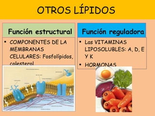 OTROS LÍPIDOS  COMPONENTES DE LA MEMBRANAS CELULARES: Fosfolípidos, colesterol Las VITAMINAS LIPOSOLUBLES: A, D, E Y K HORMONAS Función estructural Función reguladora 
