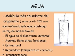 AGUA Molécula más abundante del organismo  ( entre un 63- 75% en el  adulto). Cuanta más agua contenga  un tejido más activo es. El agua es el disolvente universal.  Además tiene otras funciones: Estructural Reguladora (temperatura corporal) Transportadora 
