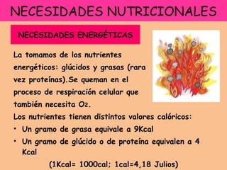 NECESIDADES NUTRICIONALES La tomamos de los nutrientes energéticos: glúcidos y grasas (rara  vez proteínas).Se queman en el proceso de respiración celular que  también necesita O 2 . Los nutrientes tienen distintos valores calóricos: Un gramo de grasa equivale a 9Kcal Un gramo de glúcido o de proteína equivalen a 4 Kcal (1Kcal= 1000cal; 1cal=4,18 Julios) NECESIDADES ENERGÉTICAS 