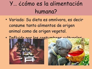 Y… ¿cómo es la alimentación humana? Variada: Su dieta es omnívora, es decir consume tanto alimentos de origen animal como de origen vegetal. Influida por las costumbres culturales. 