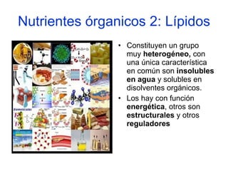 Nutrientes órganicos 2: Lípidos <ul><li>Constituyen un grupo muy  heterogéneo,  con una única característica en común son ...