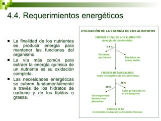 4.4. Requerimientos energéticos La finalidad de los nutrientes es producir energía para mantener las funciones del organismo. La vía más común para extraer la energía química de un nutriente es su oxidación completa. Las necesidades energéticas se cubren fundamentalmente a través de los hidratos de carbono y de los lípidos o grasas.  