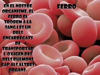 En el nostre    FERRO
organisme, el
   ferro el
 trobem a la
  sang i és un
     dels
 encarregats
      de
transportar
 l’oxigen des
dels pulmons
cap als altres
    òrgans.
 