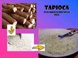 TAPIOCA
és el midó extret de la
          iuca
 