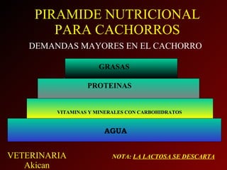 PIRAMIDE NUTRICIONAL PARA CACHORROS DEMANDAS MAYORES EN EL CACHORRO AGUA VITAMINAS Y MINERALES CON CARBOHIDRATOS PROTEINAS GRASAS NOTA:  LA LACTOSA SE DESCARTA 